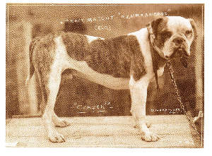 Caesar the bulldog